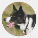 Recherche de capture ronds autocollants Dog
