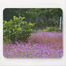 Recherche de phlox tapis souris Caroline du sud