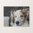 Recherche de berger puzzles Mignon