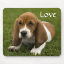 Recherche de basset tapis souris Chiot