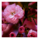 Recherche de belles fleurs posters Plante