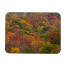 Recherche de tombé magnets Arbre