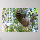 Recherche de paresse posters Animal