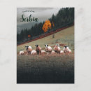 Recherche de sibérie cartes postales Animaux