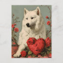 Recherche de samoyede cartes postales Samoyé