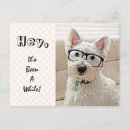 Recherche de westie cartes postales Drôle