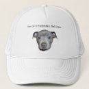 Recherche de bull terrier casquettes Chiot