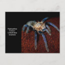 Recherche de arachnide cartes postales Tarantula