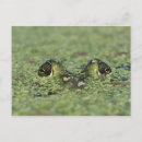 Recherche de lentille cartes postales Vert