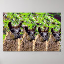 Recherche de peinture lama posters Animal