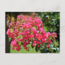 Recherche de buisson cartes postales Floral