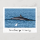 Recherche de souvenir de la norvège cartes postales Norge