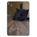 Recherche de chaton magnets Photographie