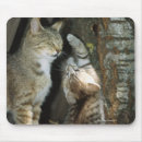 Recherche de oeil du chat s De près