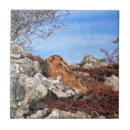 Recherche de lapin sauvage carreaux Animaux