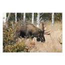 Recherche de orignaux taureau posters Animaux