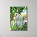 Recherche de prairie art Gris