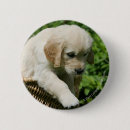 Recherche de chien de golden retriever badges Position