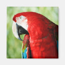 Recherche de écarlate magnets Faune