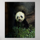 Recherche de panda posters Nature