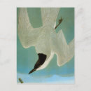 Recherche de audubon de john james cartes postales Oeuvre d'art d'oiseau