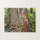 Recherche de tronc puzzles Photographie