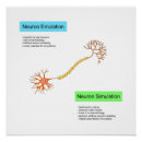 Recherche de neurones posters Science
