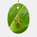 Recherche de barbade ornements Tropical