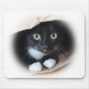 Recherche de chat domestique tapis souris Chaton