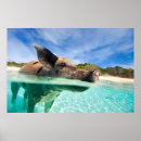 Recherche de natation posters Bahamas