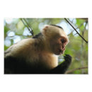 Recherche de singe capucin posters Faune