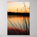 Recherche de roseau posters Photographie