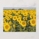 Recherche de valensole cartes postales Brenda tharp