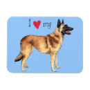 Recherche de malinois magnets Chien