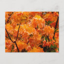 Recherche de flamboyant cartes postales Printemps