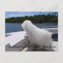 Recherche de tulears cartes postales Coton