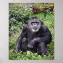 Recherche de chimpanzee posters Pour enfants
