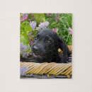 Recherche de labrador retriever puzzles Puppy