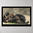 Recherche de chimpanze posters Singes