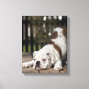 Recherche de anglais bouledogue art Plan rapproché