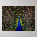 Recherche de paon fier art Animal