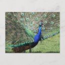 Recherche de couleur paon cartes postales Bleu
