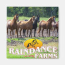 Recherche de pouliches magnets Chevaux