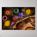 Recherche de système immunitaire posters Immunité