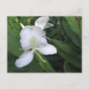 Recherche de fleur gingembre cartes postales Tropical