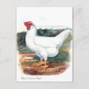 Recherche de leghorn cartes postales Poulet
