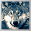 Recherche de loups gris posters Canine