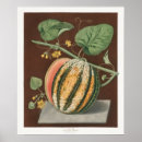Recherche de melone posters Botanique