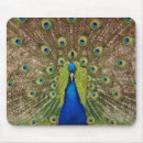 Recherche de plumes paon tapis souris Ordinateur