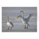 Recherche de toundra Hiver